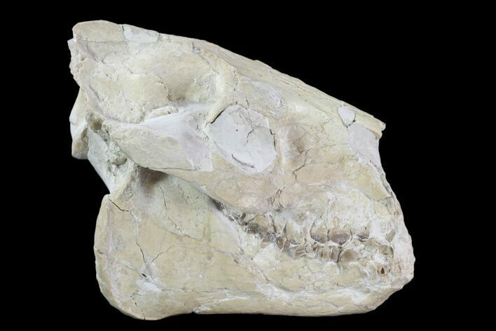 Oreodont (Merycoidodon) Skull - Wyoming #93752